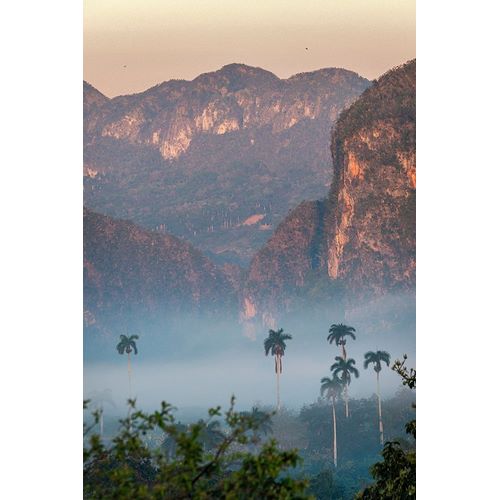 Morning fog rises from the palm tree lined Vinales Valley-Cuba